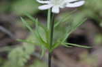 Thimbleweed